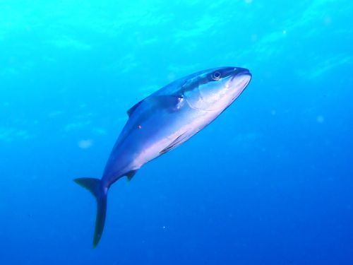 イナダ＠八幡野生物図鑑（東伊豆）｜ダイビングショップアリエス