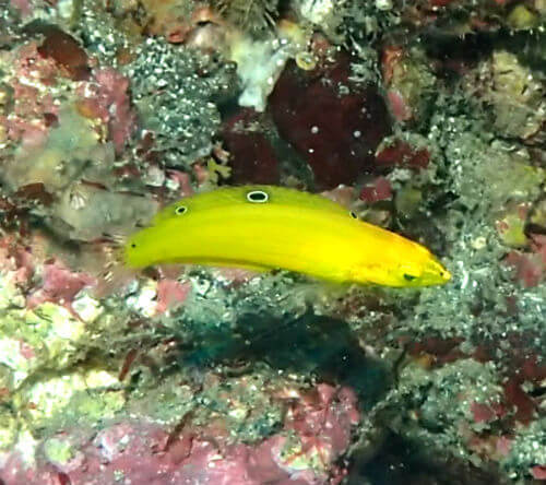 コガネキュウセンの幼魚・東伊豆IOP｜ダイビングショップアリエス