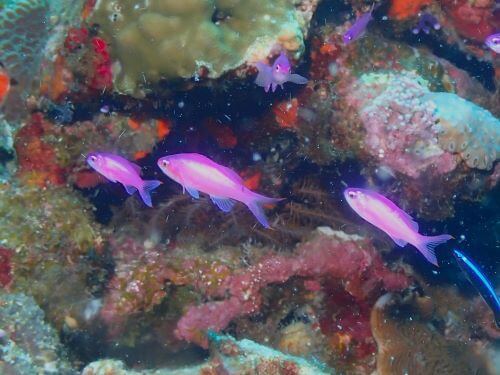 ハナゴイの幼魚＠沖縄県久米島フォトギャラリー｜ダイビングショップアリエス