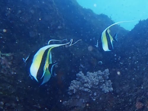 ツノダシ＠伊豆海洋公園（IOP）生物図鑑（東伊豆）｜ダイビングショップアリエス