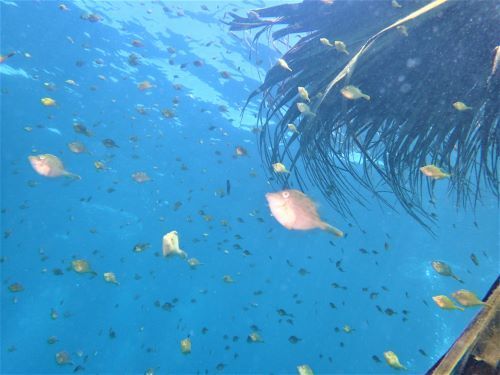 カワハギの幼魚＠伊豆海洋公園生物図鑑｜ダイビングショップアリエス