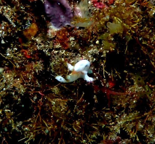 イロカエルアンコウの幼魚・西伊豆井田｜ダイビングショップアリエス