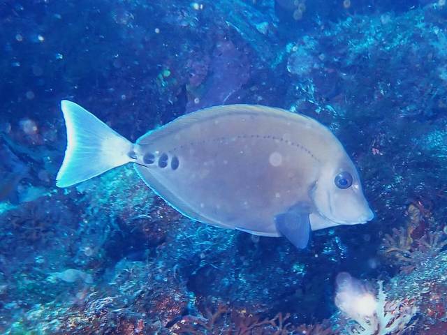 ニザダイ＠伊豆海洋公園｜ダイビングショップアリエス