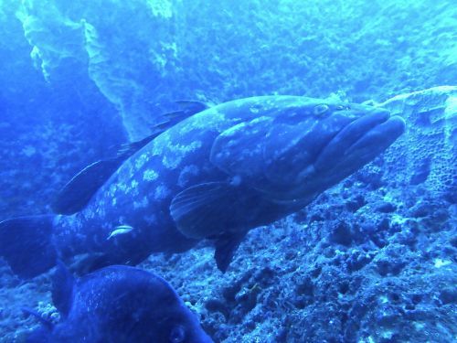 クエ@西川名フォトギャラリー（千葉県）｜ダイビングショップアリエス