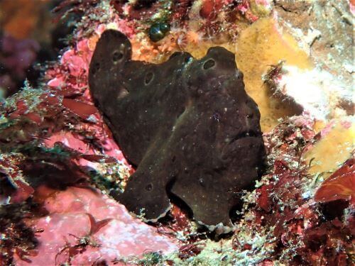 オオモンカエルアンコウの幼魚・東伊豆富戸｜ダイビングショップアリエス