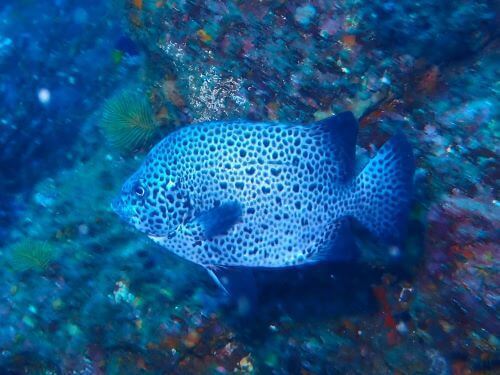 イシガキダイの若魚＠東伊豆・赤沢｜ダイビングショップアリエス