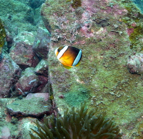 クマノミ・小田原福浦｜ダイビングショップアリエス