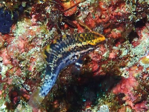 ニシキブダイの若魚＠富戸生物図鑑（東伊豆）｜ダイビングショップアリエス