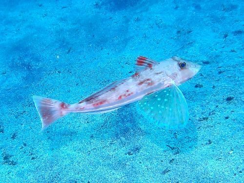 ホウボウ＠富戸生物図鑑（東伊豆）｜ダイビングショップアリエス