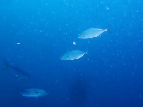 カンパチ＠富戸生物図鑑（東伊豆）｜ダイビングショップアリエス