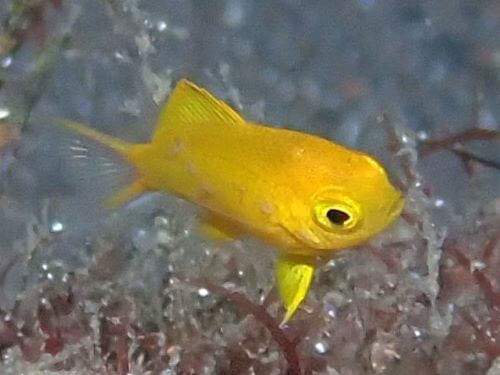 コガネスズメダイの幼魚＠大瀬崎生物図鑑（西伊豆）｜ダイビングショップアリエス