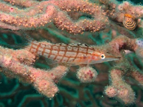 クダゴンベの幼魚・西伊豆黄金崎｜ダイビングショップアリエス