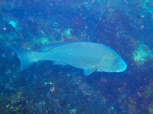 コロダイ＠伊豆海洋公園（IOP)生物図鑑｜ダイビングショップアリエス