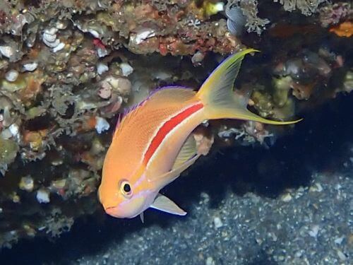 スジハナダイ＠東伊豆・赤沢｜ダイビングショップアリエス