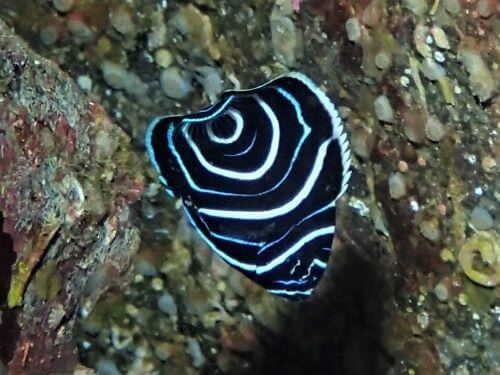 タテジマキンチャクダイの幼魚・東伊豆八幡野｜ダイビングショップアリエス