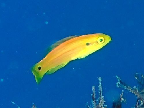 フタホシキツネベラの幼魚＠大瀬崎生物図鑑（西伊豆）｜ダイビングショップアリエス