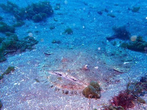 キアンコウ＠西伊豆・大瀬崎｜ダイビングショップアリエス