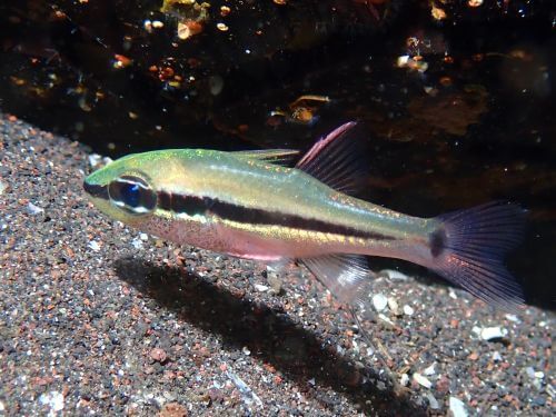 ヒトスジイシモチ＠西伊豆・大瀬崎｜ダイビングショップアリエス