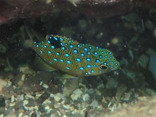 ルリホシスズメダイの幼魚・小田原福浦｜ダイビングショップアリエス