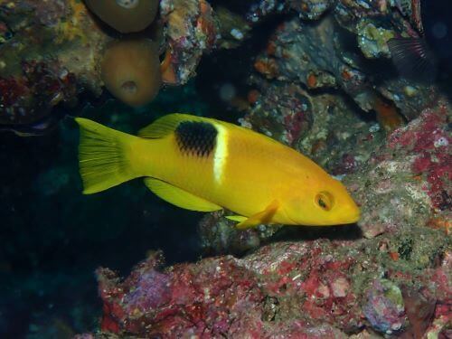 タキベラの若魚＠高知県・柏島｜ダイビングショップアリエス