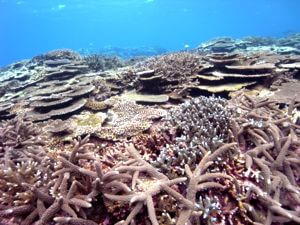 西表島サンゴ