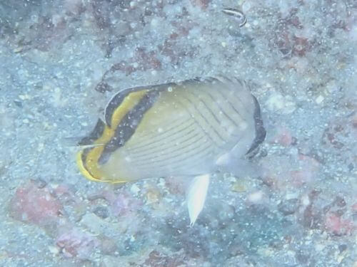 フウライチョウチョウオ＠東伊豆・富戸｜ダイビングショップアリエス