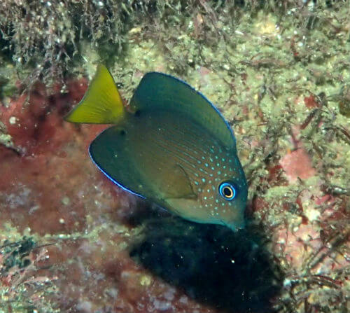 コクテンサザナミハギの幼魚・西伊豆黄金崎｜ダイビングショップアリエス