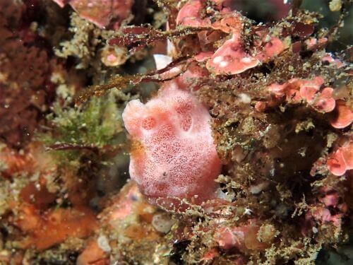 オオモンカエルアンコウの幼魚・東伊豆北川｜ダイビングショップアリエス