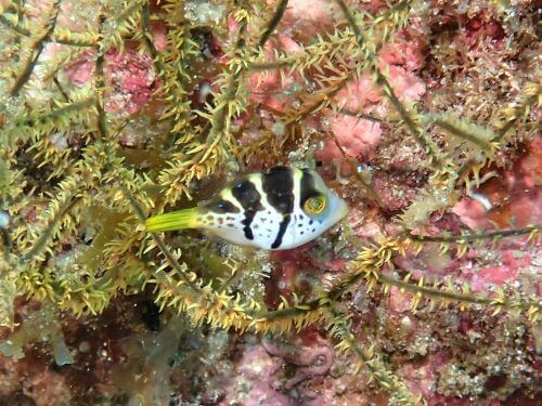 ノコギリハギの幼魚＠柏島生物図鑑（高知県）｜ダイビングショップアリエス