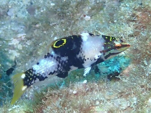 セジロノドグロベラの幼魚＠柏島生物図鑑（高知県）｜ダイビングショップアリエス