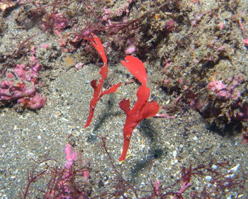 東伊豆北川のカミソリウオのペア