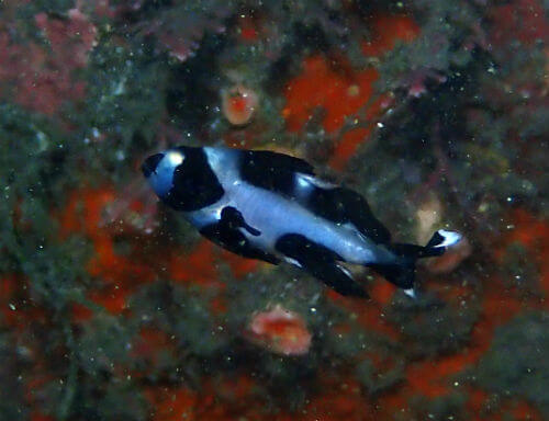 マダラタルミの幼魚・西伊豆井田｜ダイビングショップアリエス