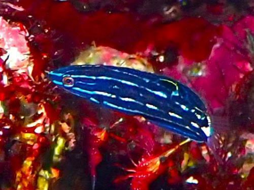 ムナテンベラの幼魚＠赤沢生物図鑑（東伊豆）｜ダイビングショップアリエス