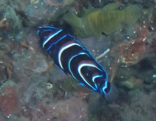 サザナミヤッコの幼魚・東伊豆富戸｜ダイビングショップアリエス