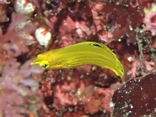 コガネキュウセンの幼魚・東伊豆八幡野｜ダイビングショップアリエス