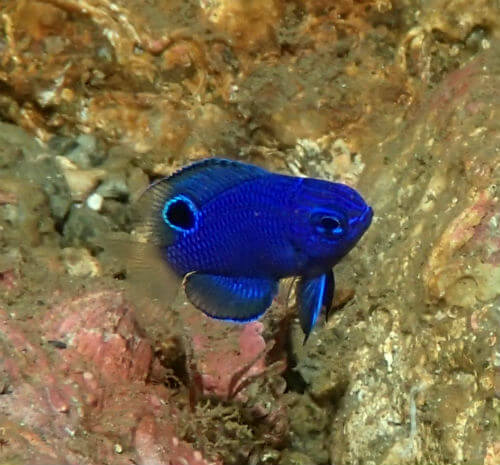 ナガサキスズメダイ・西伊豆獅子浜｜ダイビングショップアリエス