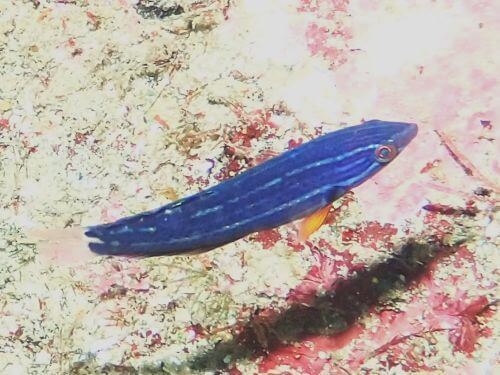 ムナテンベラの若魚＠西伊豆・雲見｜ダイビングショップアリエス