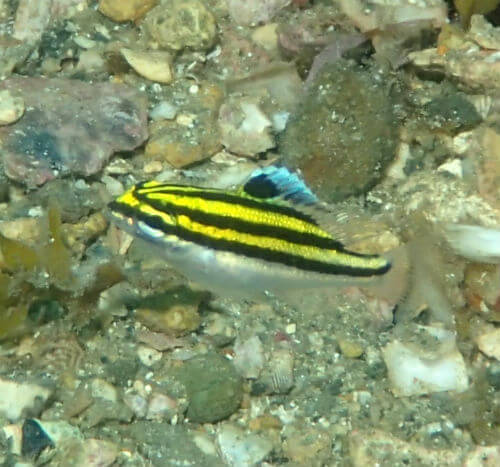 フタスジタマガシラの幼魚・西伊豆雲見｜ダイビングショップアリエス