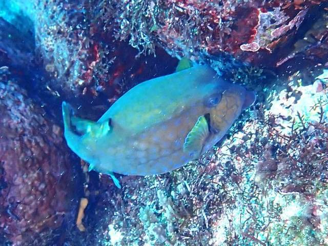 ハコフグのメス＠伊豆海洋公園｜ダイビングショップアリエス