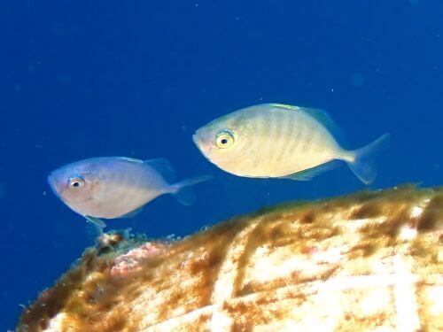 カイワリの幼魚？＠田子生物図鑑（西伊豆）｜ダイビングショップアリエス
