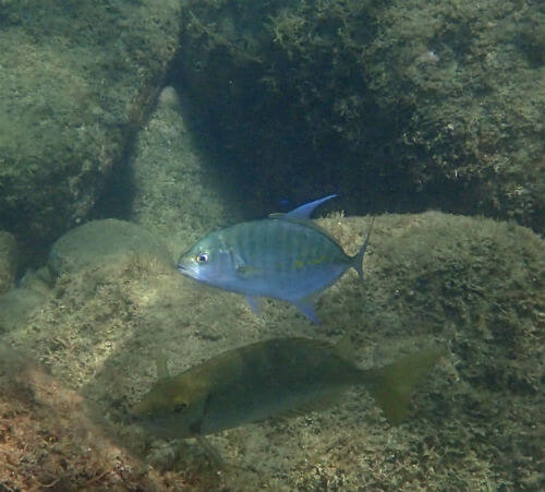 浅瀬にナンヨウカイワリ・西伊豆黄金崎｜ダイビングショップアリエス