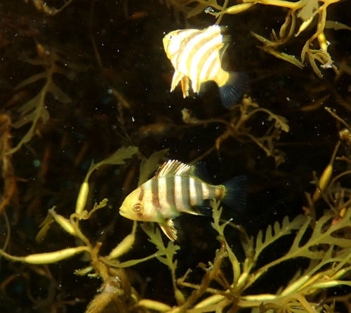 イシダイの幼魚・小田原福浦｜ダイビングショップアリエス