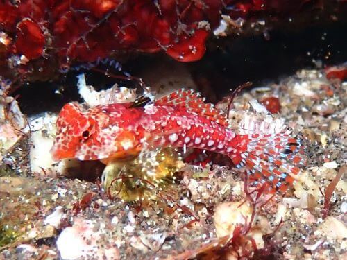 ミヤケテグリ＠大瀬崎生物図鑑（西伊豆）｜ダイビングショップアリエス