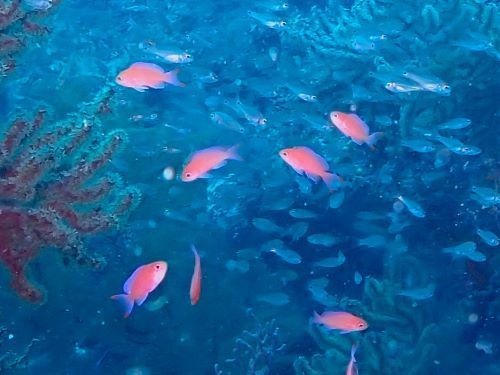 アカオビハナダイの幼魚＠伊東生物図鑑（東伊豆）｜ダイビングショップアリエス