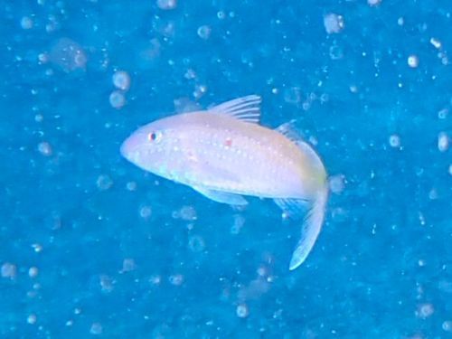 タカサゴヒメジ＠東伊豆・富戸｜ダイビングショップアリエス