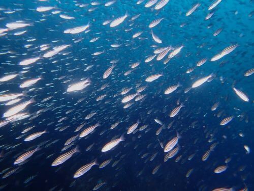 イサキ＠赤沢生物図鑑（東伊豆）｜ダイビングショップアリエス