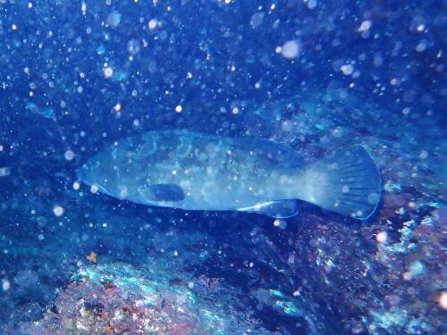 クエ＠赤沢生物図鑑（東伊豆）｜ダイビングショップアリエス