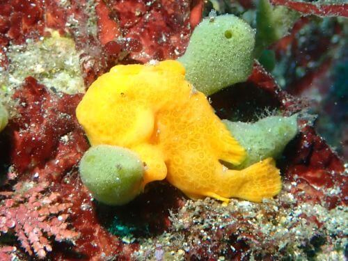 オオモンカエルアンコウの幼魚＠小田原・江之浦｜ダイビングショップアリエス