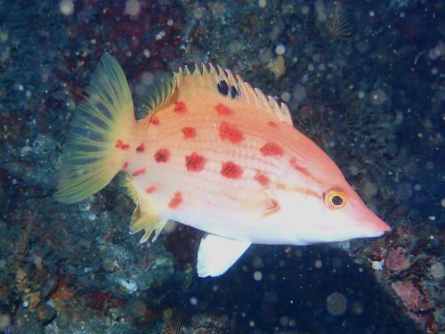 キツネダイのメス＠東伊豆・赤沢｜ダイビングショップアリエス