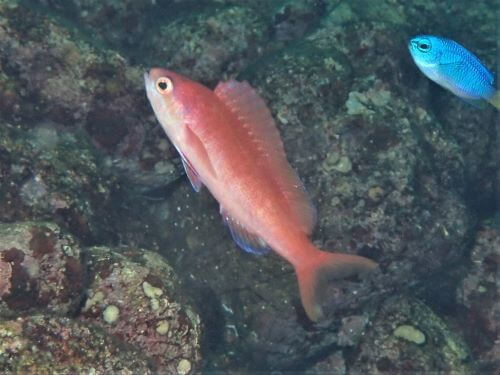 ホカケハナダイ・西伊豆獅子浜｜ダイビングショップアリエス